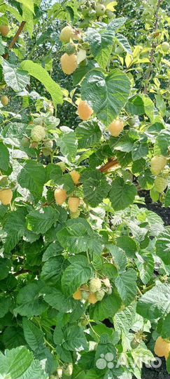 Малина желтая саженцы