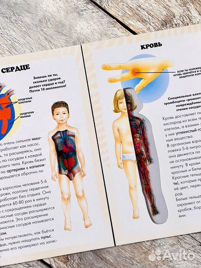 Тело человека. Мой первый атлас