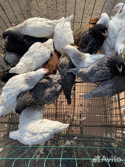 Куры молодки