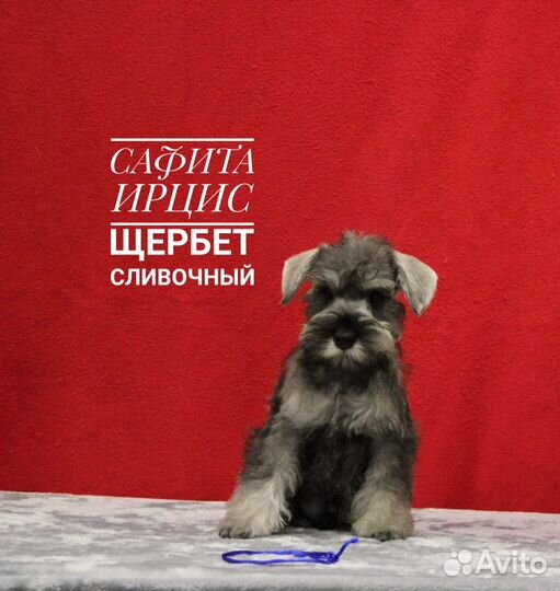 Щенки цвергшнауцера перец с солью