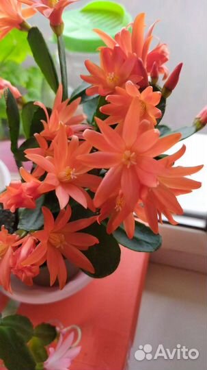 Рипсалидопсис