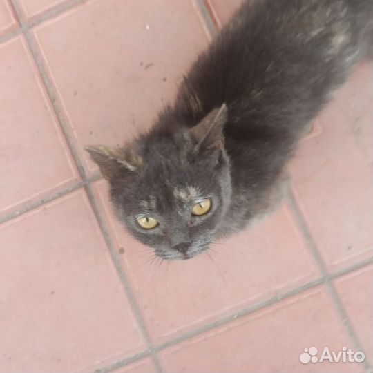 Кот и кошка