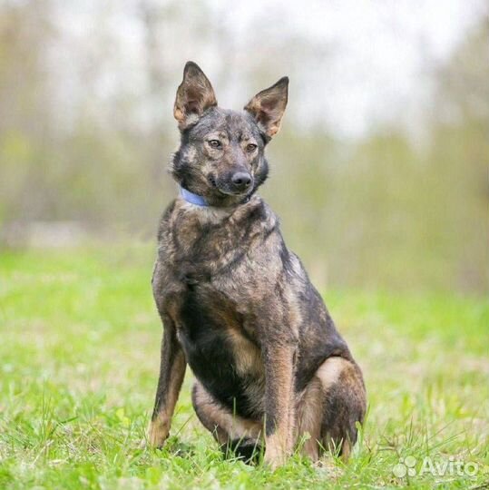 Гренка ищет дом