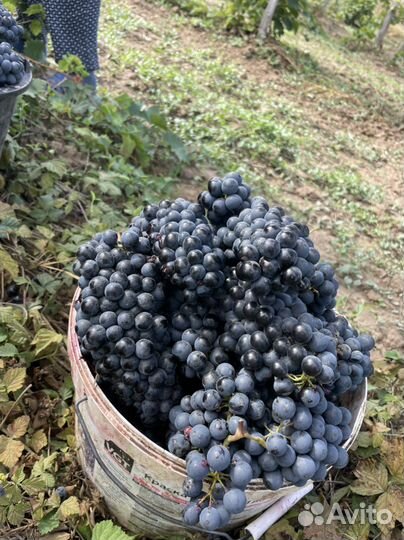 Виноград на вино высшего качества
