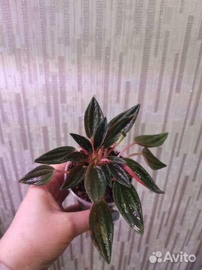 Пеперомия Россо