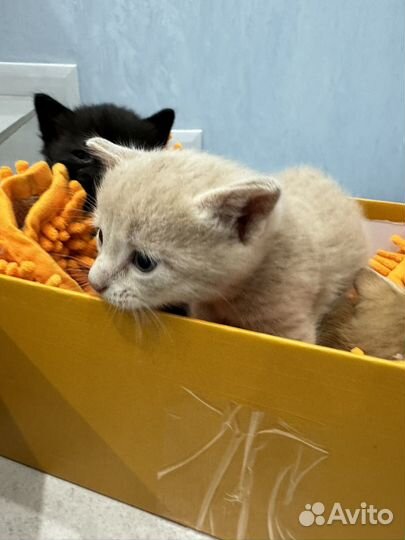 Котята