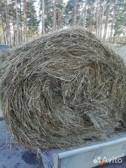 Сено 23 года