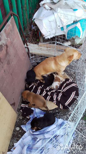 Щенки в добрые руки