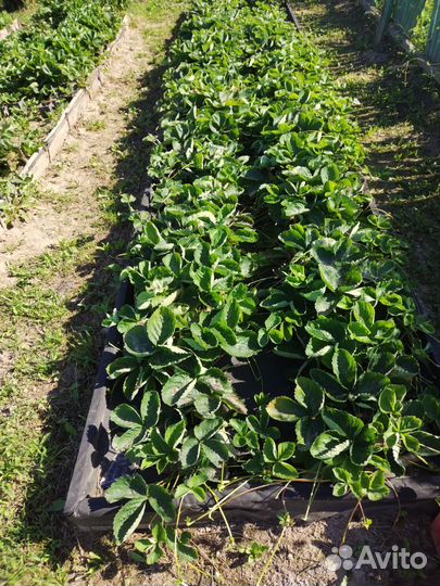 Рассада сортовой клубники