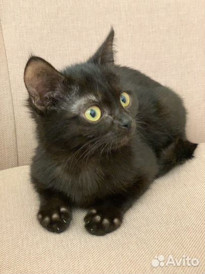 Марта. Чёрный котёнок на счастье