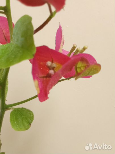 Бугенвиллия Snowcap Multi