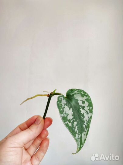 Сциндапсус экзотика