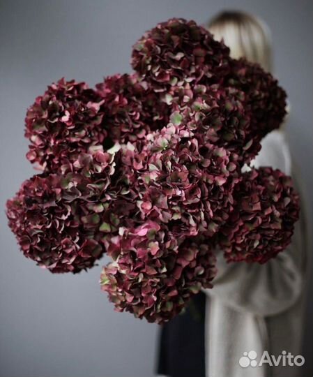 Гортензии с бесплатной доставкой