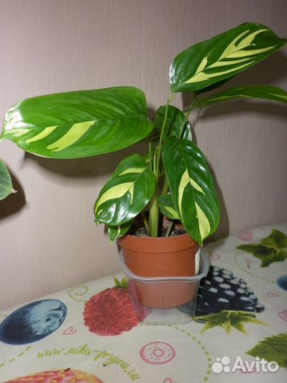 Комнатные растения цветы