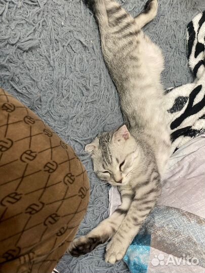 Отдам кота