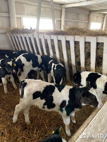 Телочки 1-2 мес