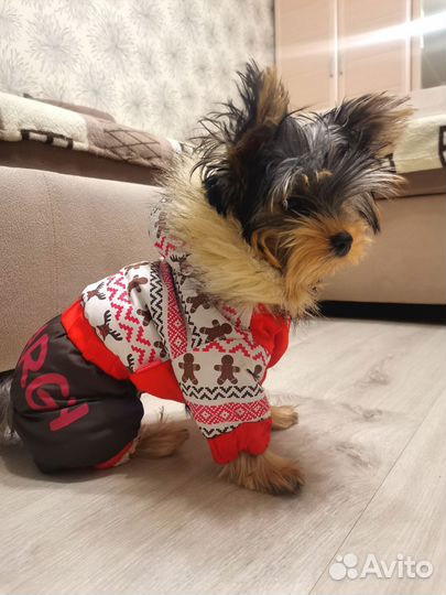 Зимний комбинезон для собак мелких пород
