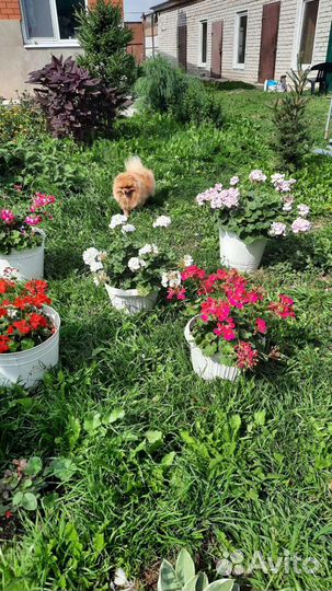 Гостиница для собак. Домашняя передержка