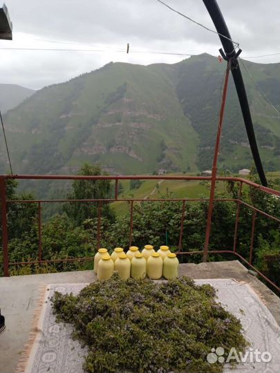 Пыльца сосновая