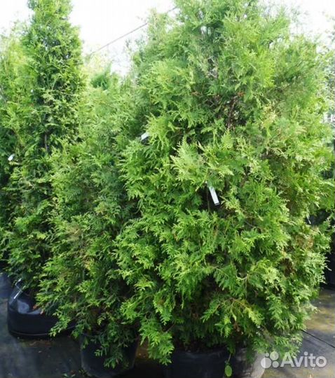 Туя западная Брабант