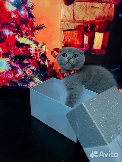 Шотландская вислоухая