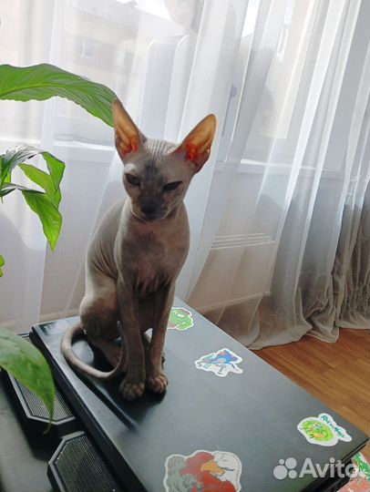 Донской сфинкс отдам