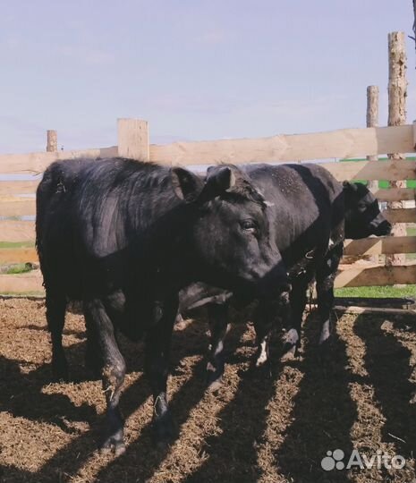 Быки на мясо или на доращивание