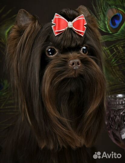 Шоколадный йорк Мини вязка