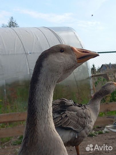 Холмогорские гуси