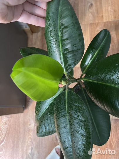 Комнатные растения Фикусы Драцены