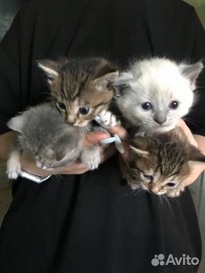 Котята в добрые руки