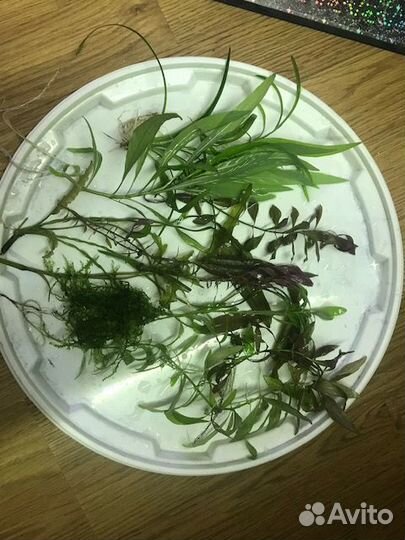 Светильник juwel mulтilux LED к RIO 240 260 350NEW