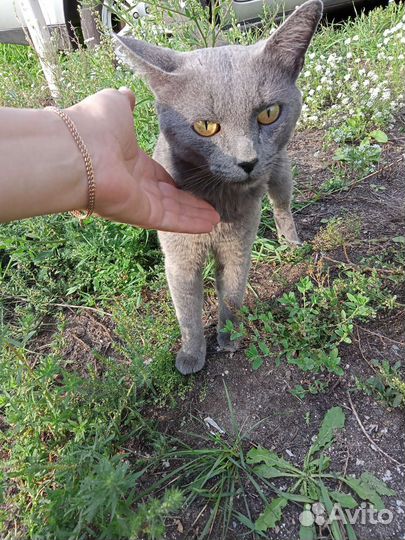 Котику нужен дом