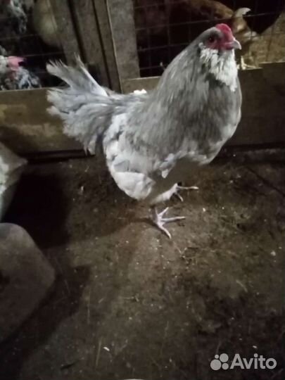 Куры, молодки, цыплята,инкубатор, бройлер, утята