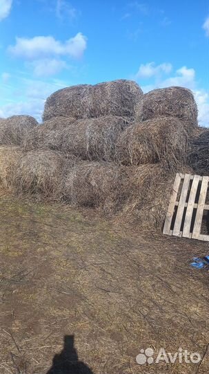 Продам сено в рулонах