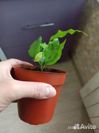 Фикус бенджамина сортовой