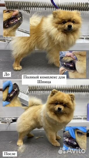 Стрижка собак и кошек, уз чистка зубов