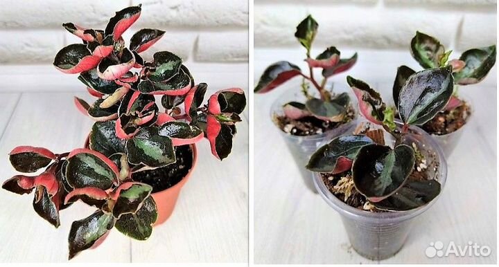 Пеперомии микс