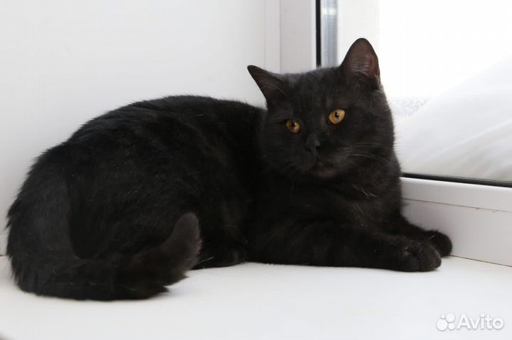 Котик в дар