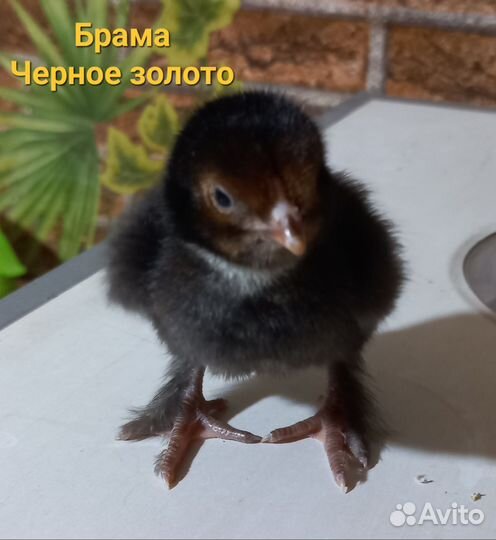 Цыплята породных кур