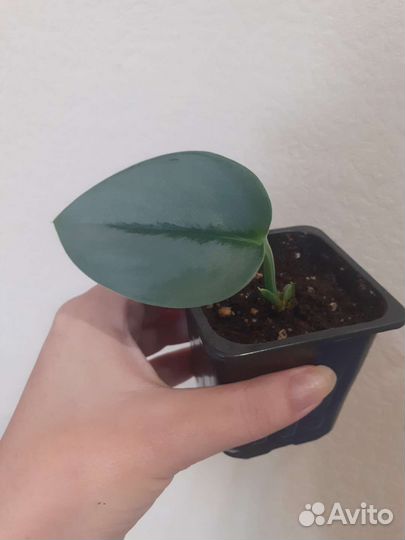 Сциндапсус марб квин неон мунлайт