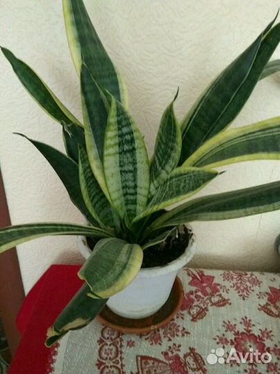 Сансевиерия