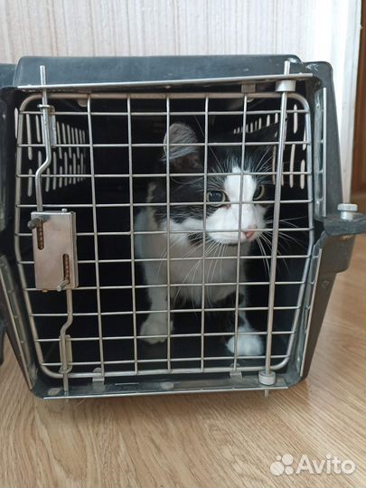 Клетка переноска для кошек аренда