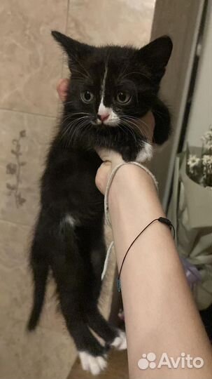 Котенок в добрые руки