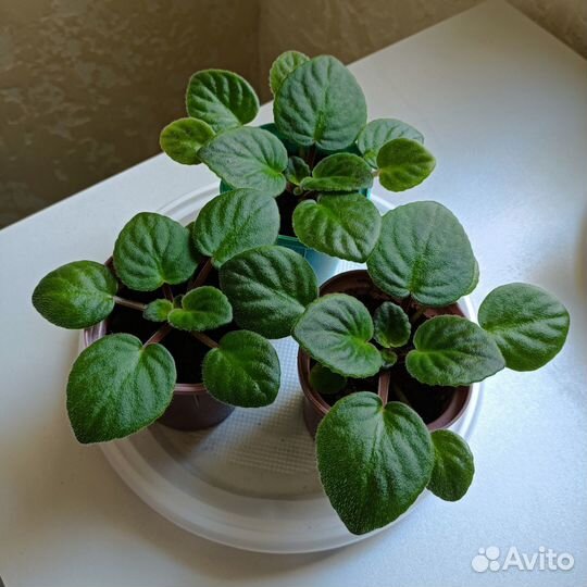 Комнатные фиалки