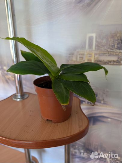 Детка банана