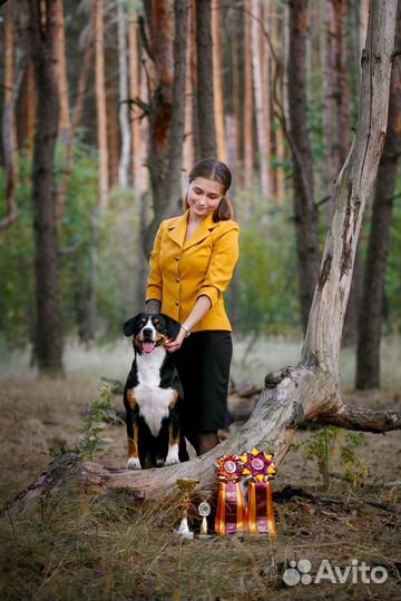 Профессиональный хендлер, подготовка к выставкам
