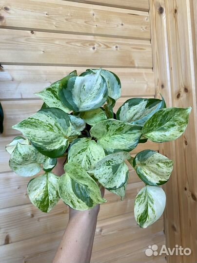 Сциндапсус хеппи лиф