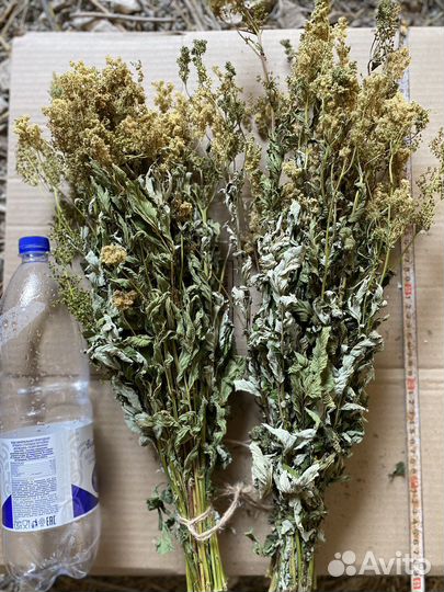 Донник, мята, полынь и другие душистые травы