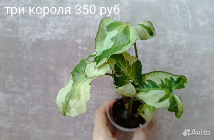 Красивые домашние растения